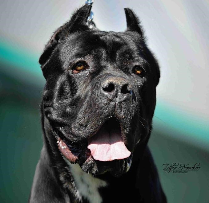 Lorem ipsum dolor sit amet,